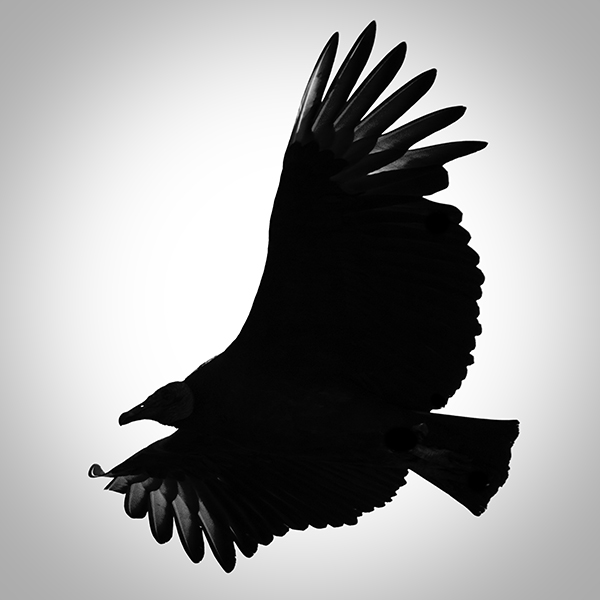 Black Vulture Silhouette