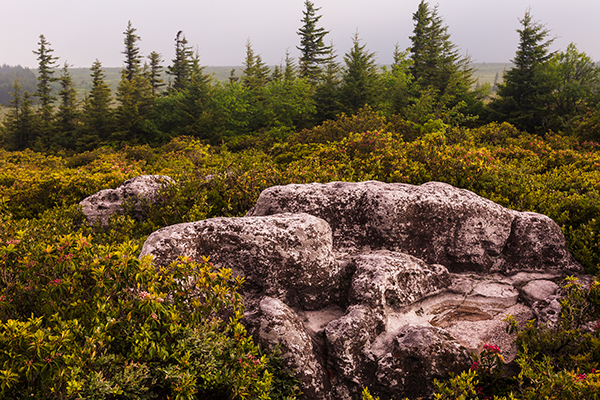 Dolly Sods West Virginia in the greens of spring