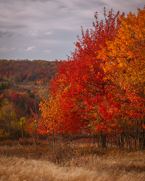 Fall colors of red and orange on the Beaver Dam Trail in Dolly Sods West Virginia