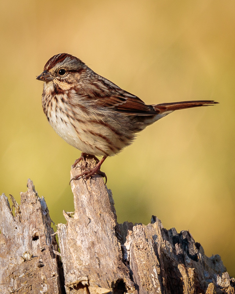 Song Sparrow posing on a stump